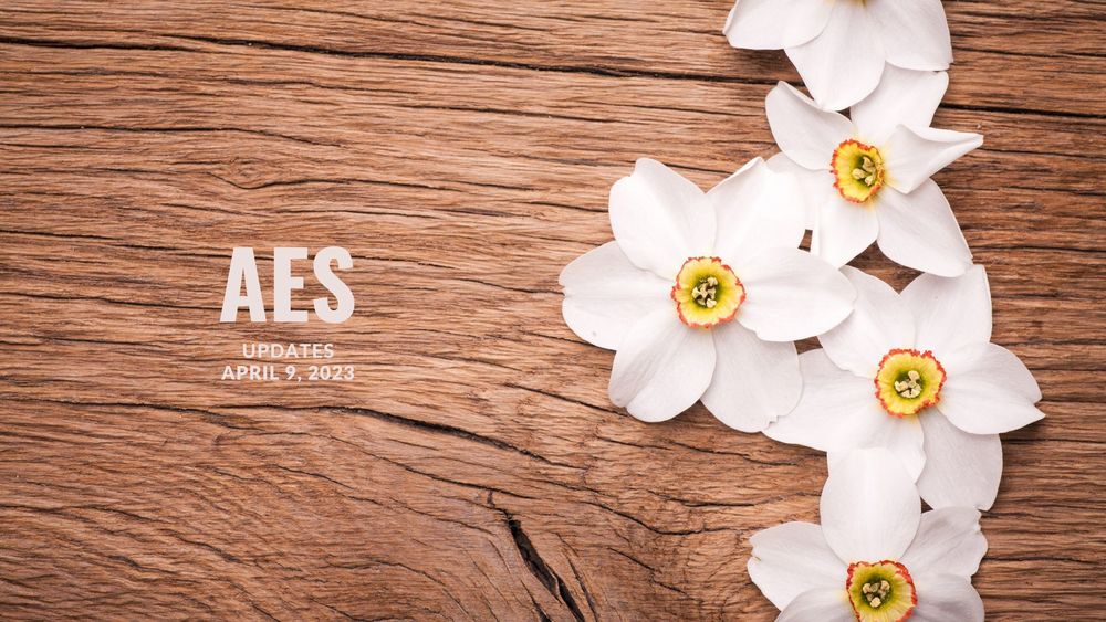 image of white daffodils against a wood plank backdrop and text of AES updates, April 9, 2023