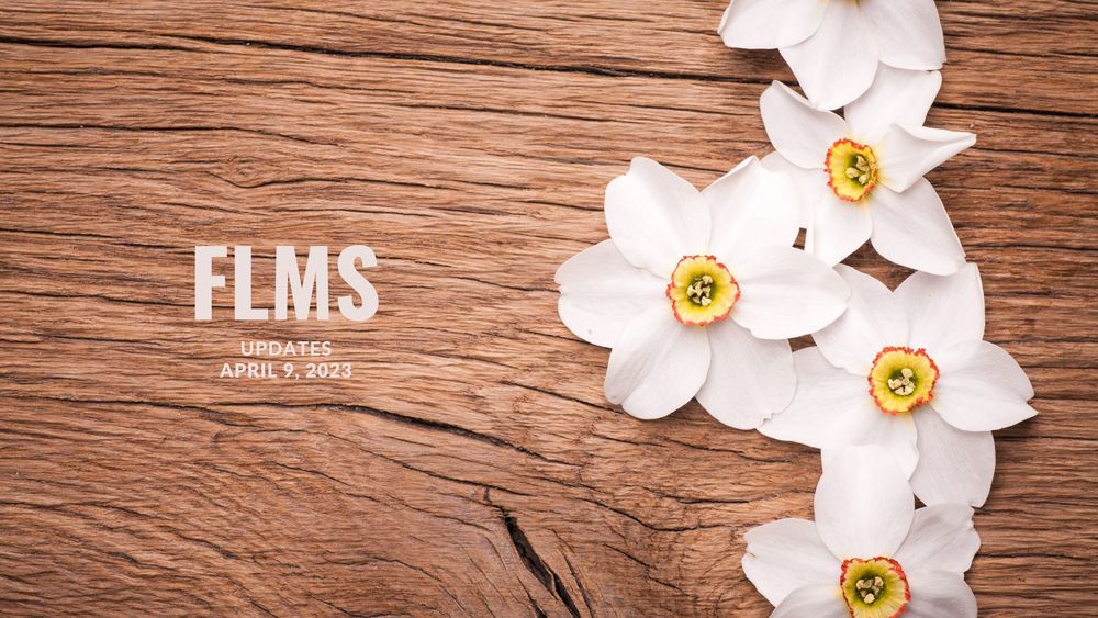 image of white daffodils against a wood board background with text of FLMS Updates, April 9, 2023