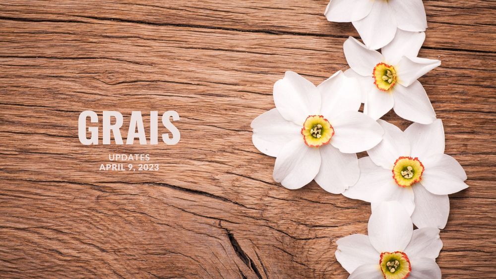 image of white daffodils against a wood board background with text of GRAIS updates, April 9, 2023